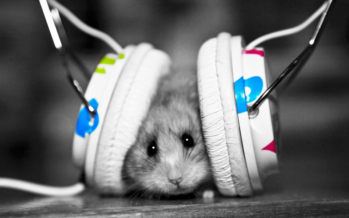 Funny headphones photo